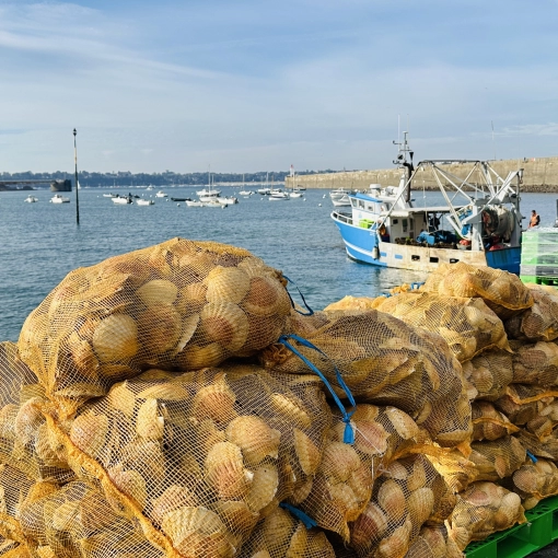 Vente directe de coquilles Saint-Jacques