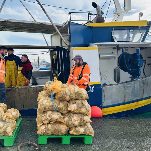 Vente directe de coquilles Saint-Jacques