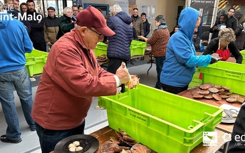 Concours d'ouverture de coquilles Saint-Jacques