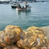 En direct du pêcheur