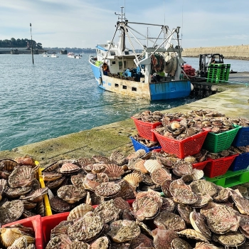 Vente directe de coquilles Saint-Jacques