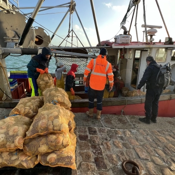 VENTE DIRECTE DE COQUILLES SAINT-JACQUES