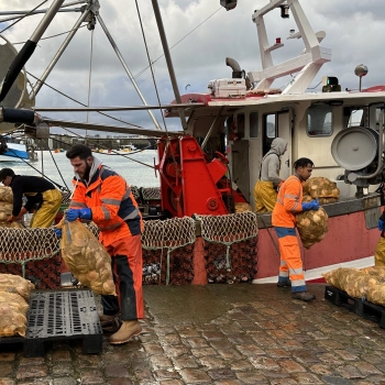 Vente directe de coquilles Saint-Jacques