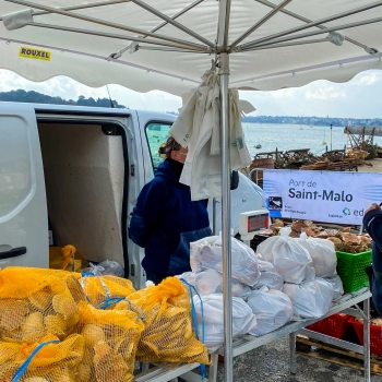 VENTE DIRECTE DE COQUILLES SAINT-JACQUES