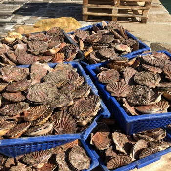 Coquilles Saint-Jacques