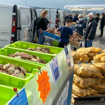 coquilles saint-jacques