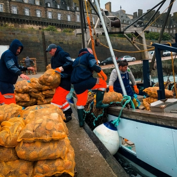 Lancement de la saison de la Coquille Saint-Jacques à Saint-Malo