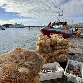 Vente directe de coquilles Saint-Jacques