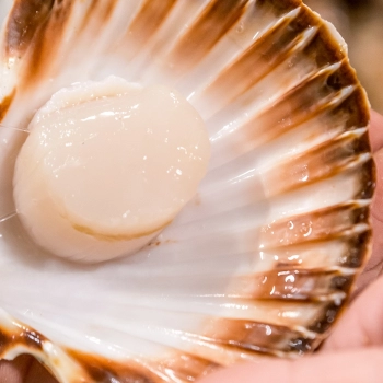 Concours d'ouverture de coquilles Saint-Jacques